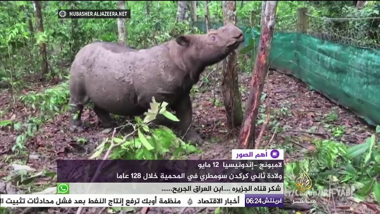 لامبونج - إندونيسيا .. ولادة ثاني كركدن سومطري في المحمية خلال ١٢٨ عاما