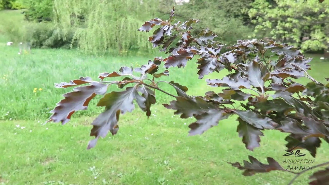 Fagus sylvatica 'Rohanii' buk lesn