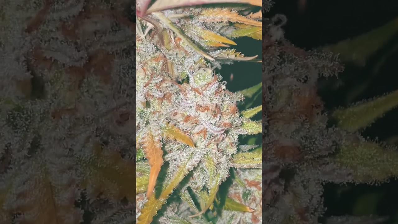 🍓Strawberry pie🥧 auto Fast buds