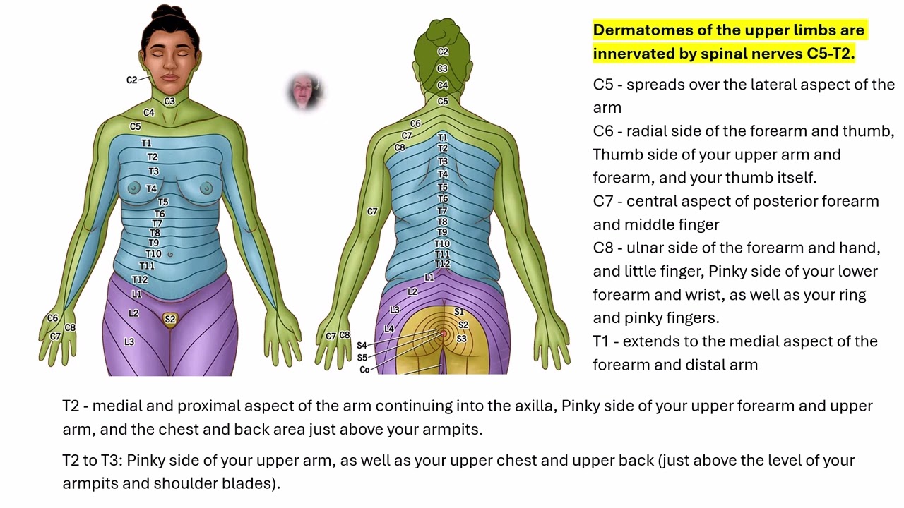 Dermatomes