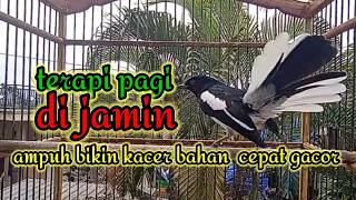 suara burung kacer gacor memanggil lawan ampuh buat pancingan