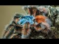 Antilles / Martinique Pinktoe (Caribena versicolor) Care & Husbandry