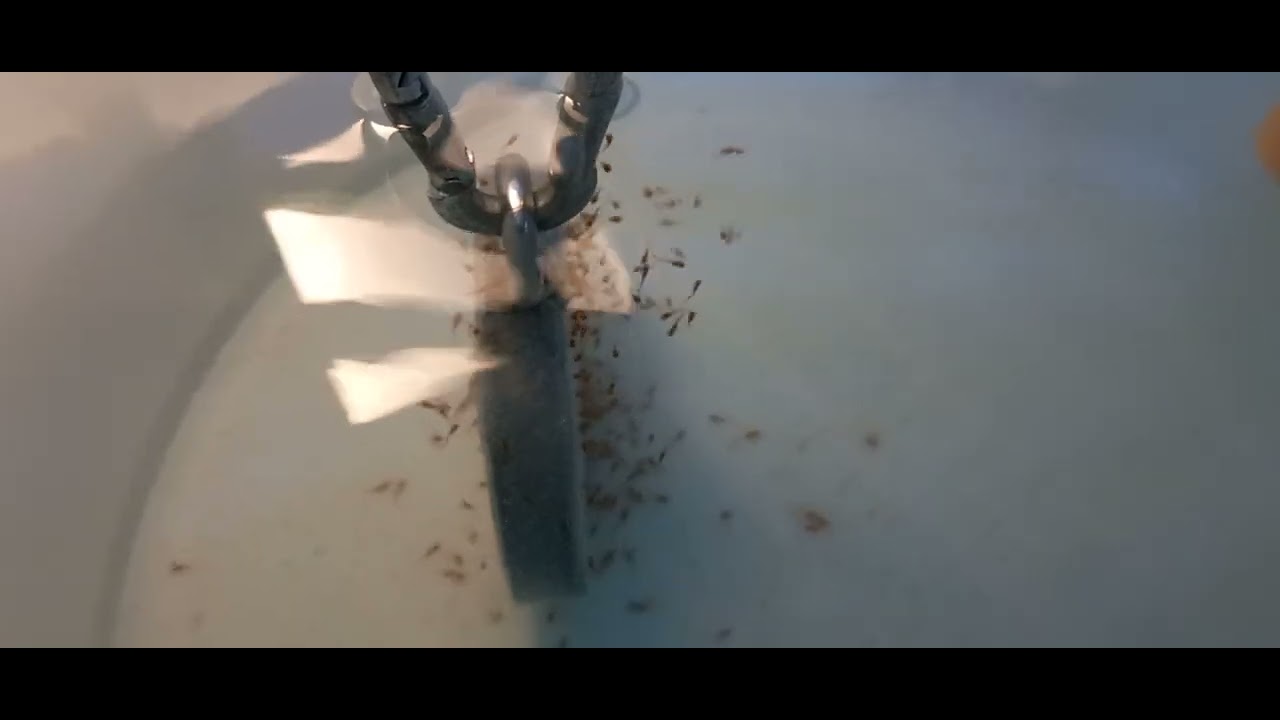 Künstliche Aufzucht 2026 - Die Zweite - 21.02.2026 - Die kleinen und Ihre künstliche Mutter - ;-))