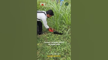 Amazing Grass Harvesting Hedge Trimmer Machine