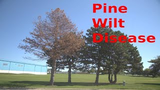 Pine Wilt Disease