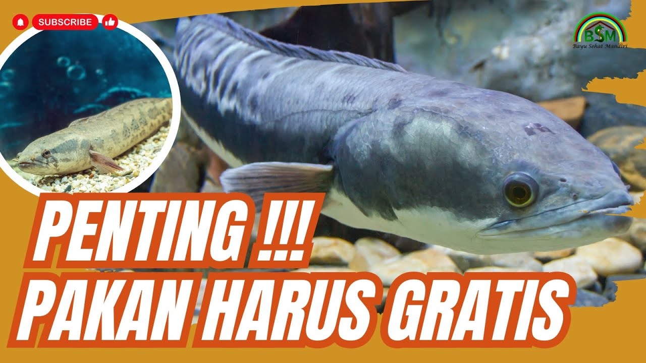 BUDIDAYA IKAN GABUS SKALA BESAR