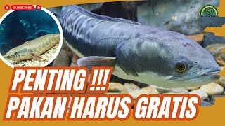 BUDIDAYA IKAN GABUS SKALA BESAR