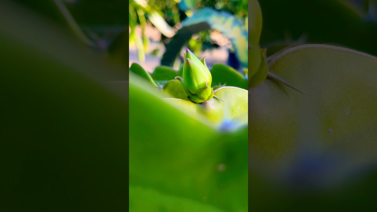 Rare Dragon Fruit Flowers 🌸 