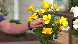 Wicker Park 25&quot; Tall Faux Hibiscus Indoor/Outdoor Bush on QVC