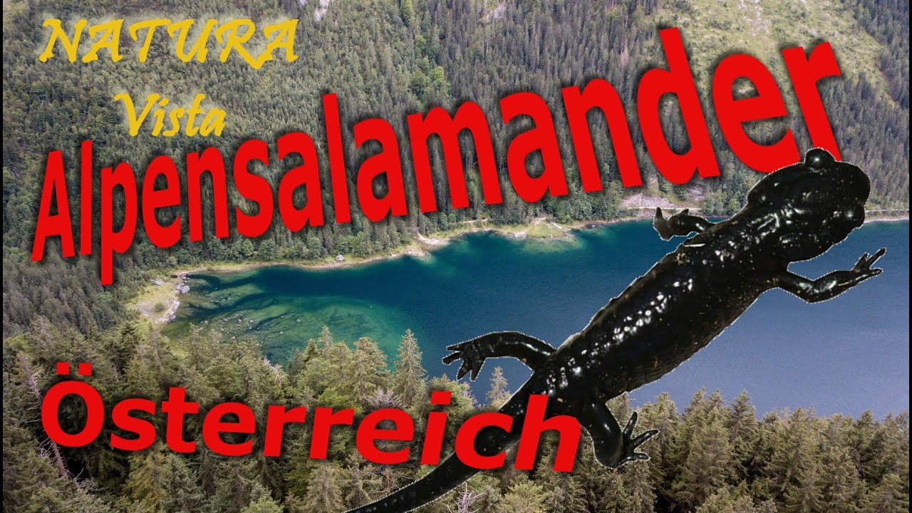 Alpensalamander Vorderer Gosausee, Österreich