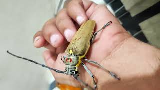 Long-Horn Beetle Sound Beetle Sound Effects Batocera Rufomaculata - Mango Stem Borer Kida Sound