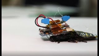 How cyborg cockroaches could help in search and rescue missions