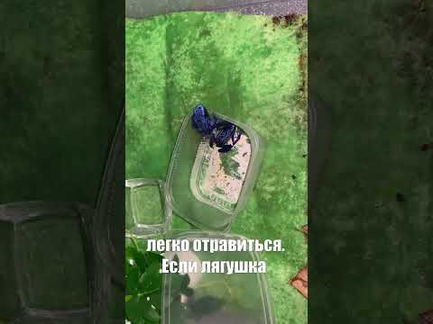 Как выбрать лягушку на выставке? 2 ЧАСТЬ #shorts