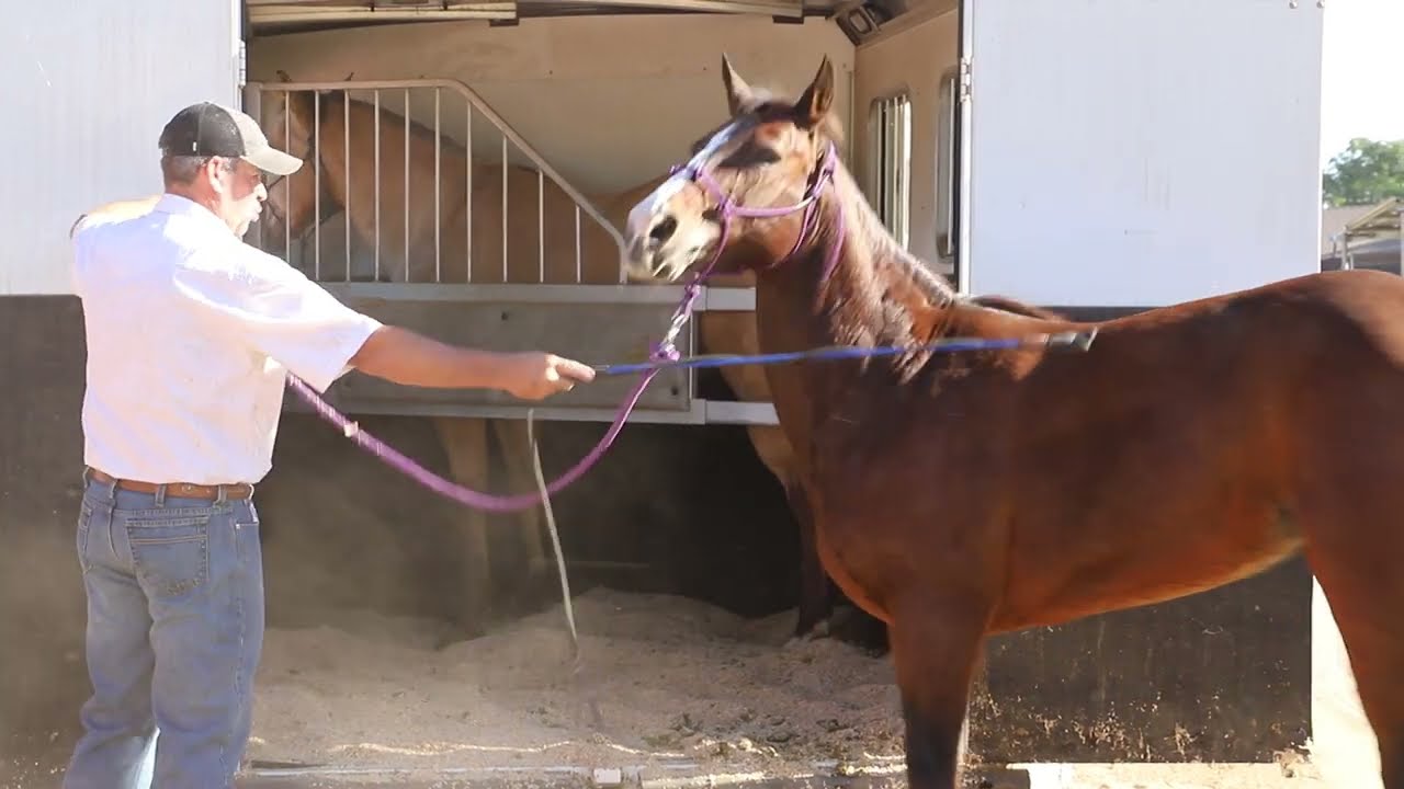 Проблемы и решения при погрузке лошадей в прицеп с помощью Майка Хенри. Часть 1.