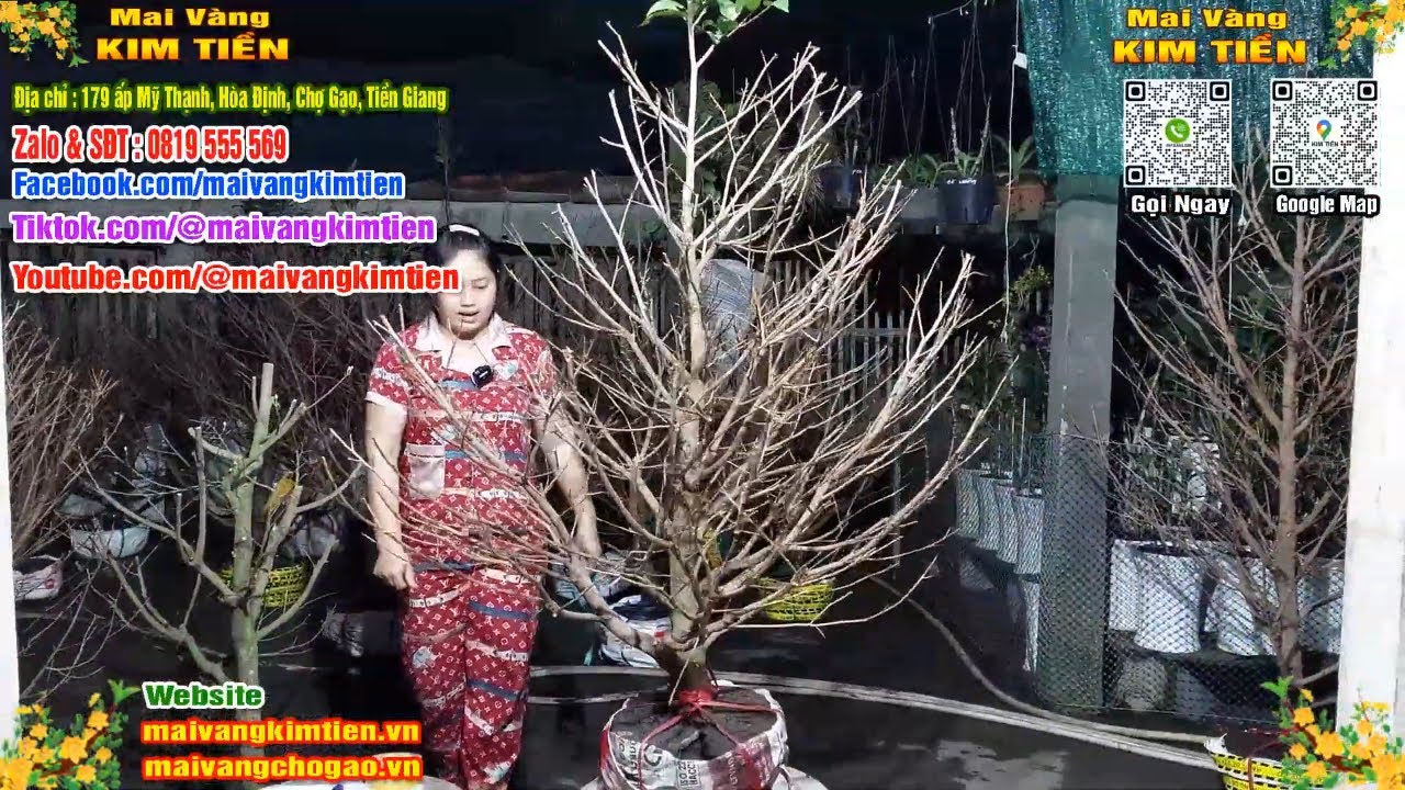 Mai Vàng Nhiều Nụ Đón Tết Bao Ship Toàn Quốc - Mai Vàng Kim Tiền Chợ Gạo