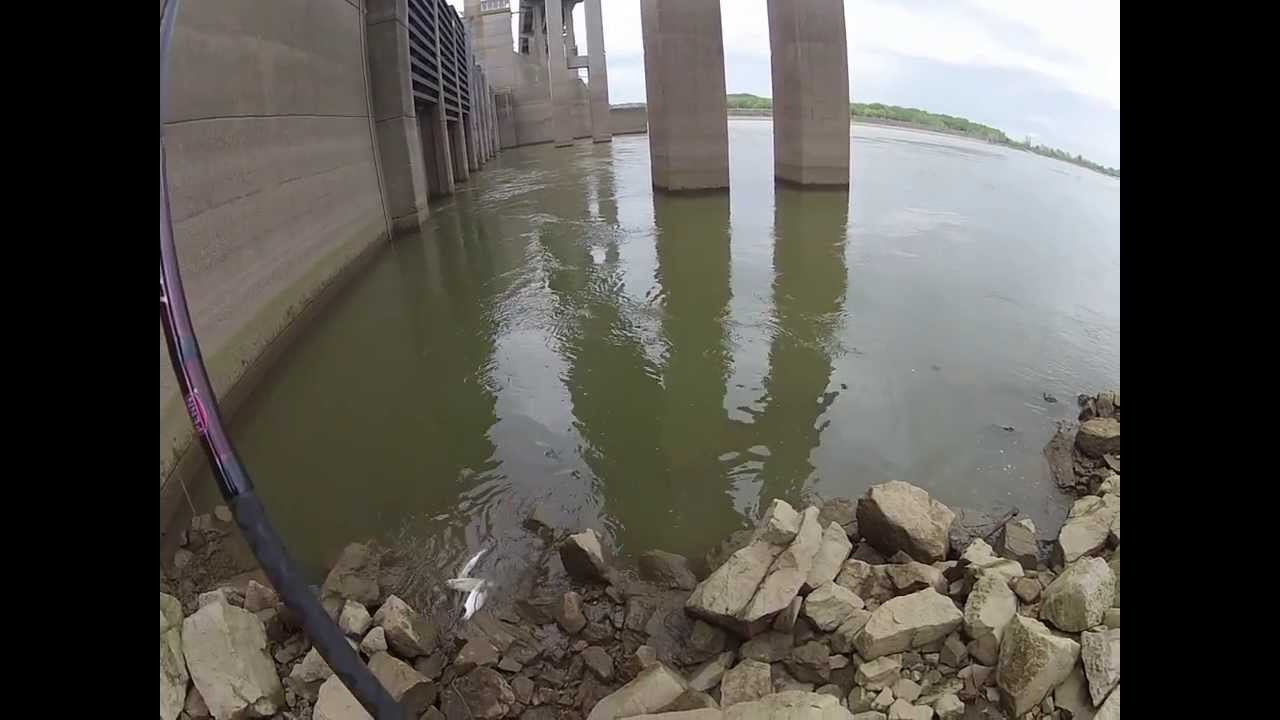 Hybrid Stripers at Markland Dam, Ohio River YouTube