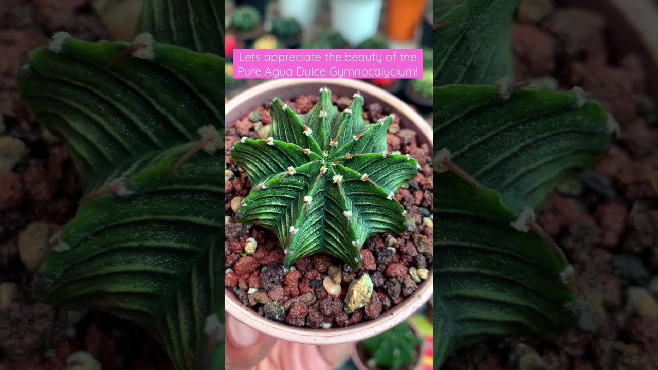 LB Pure/ Pure Agua Dulce Gymnocalycium 