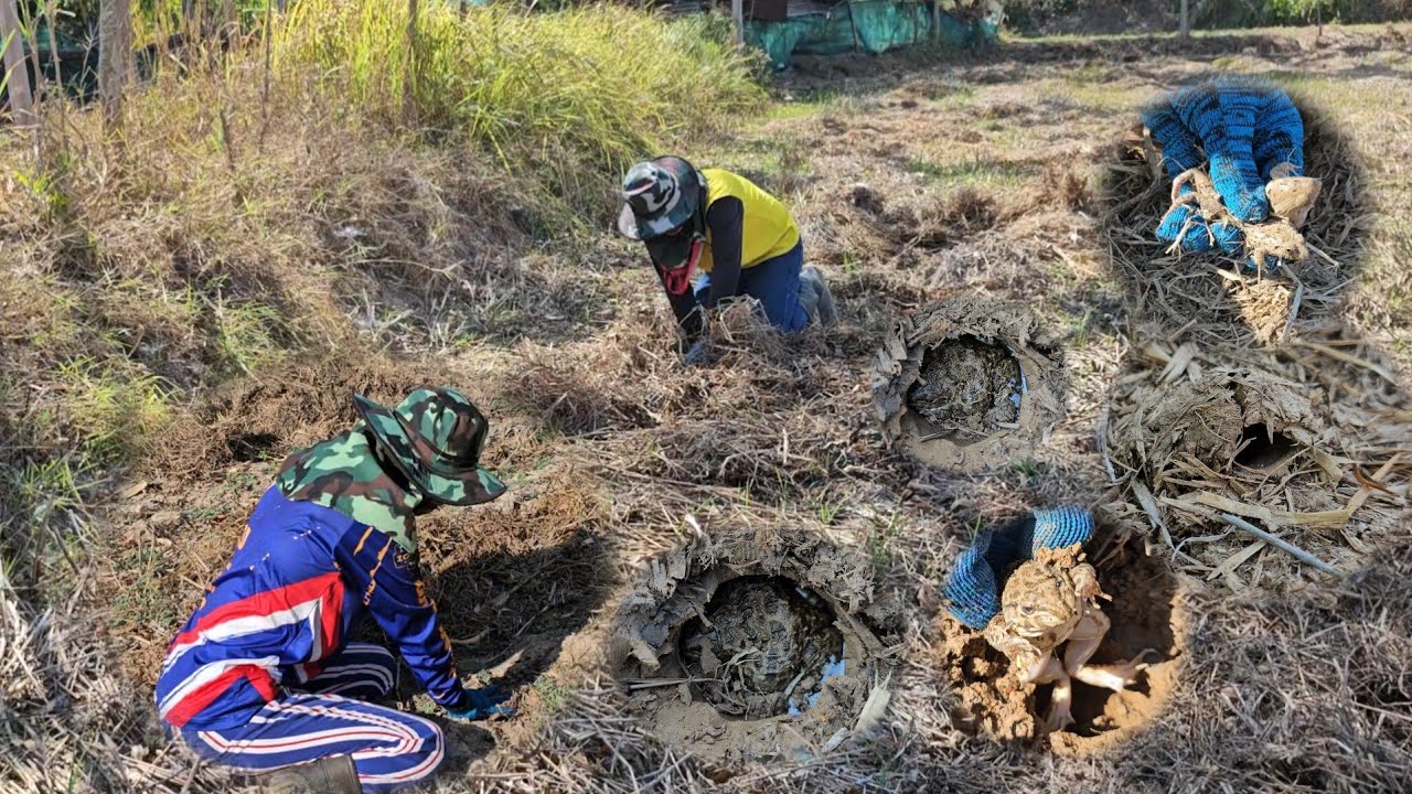 วันนี้เปลี่ยนหมายหาเปิดกบเปิดเขียดหมานๆอยู่เด้อจ้า/4 กุมภาพันธ์ ค.ศ. 2026