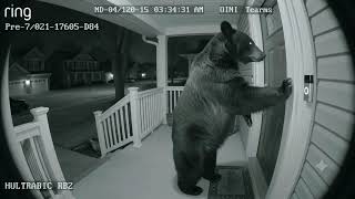   The Most Polite Bear Ever! Rings Doorbell & Waits 🐻🚪 | Caught on Camera