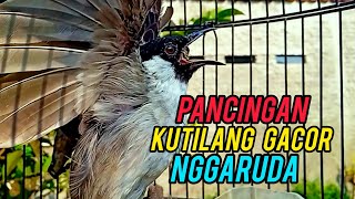 Kutilang gacor nggaruda isian memancing bunyi lawan