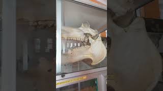 Bagian Luar Perpustakaan Kebun Binatang Surabaya(KBS), Wonokromo Zoo Check✅️ #ngeshortsdulu #part1
