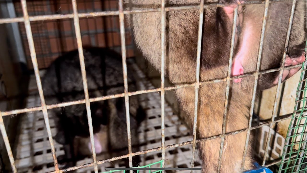 phối giống cho chồn hương..