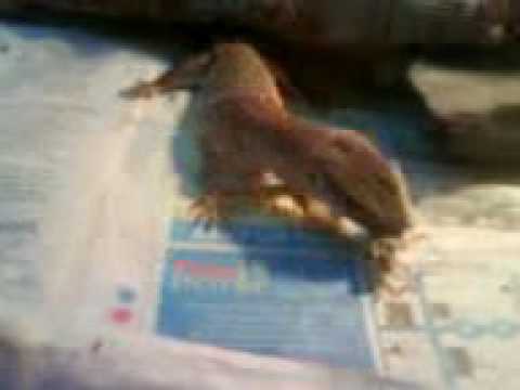 lizard skin grips Max attacks a Hopper