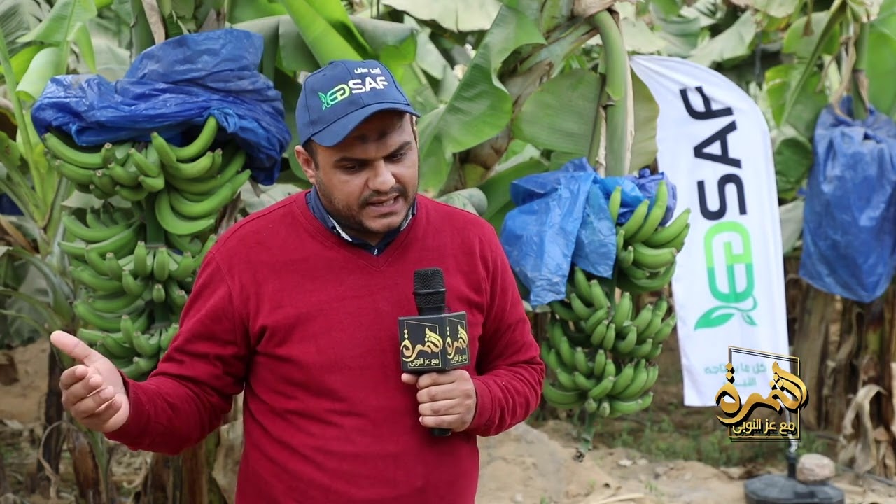 م / فادي عيد المدير التنفذى لشركة ايجيساف للاسمدة والخصبات مشروع الموز  تجربة عملية ونصائح مهمة