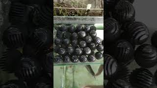 Rahasia Filter Aquarium 4.Bioball