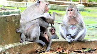 Cute Baby Millie Is Warmed By Mother Malika Monkey