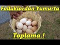 Folluklardan Yumurta Toplama!-Ördekler Kocaman Oldu!/#Tekirdağ/#Süleymanpaşa/#Tavuk/#Yumurta