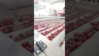 Dates Palm Washing and Sorting Machine