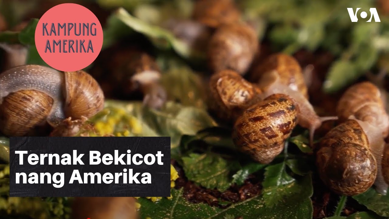 Kampung Amerika: Ternak Bekicot nang Amerika 