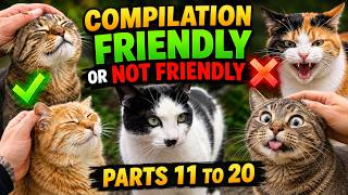 Friendly or Not Friendly? Cat Compilation | Parts 11–20