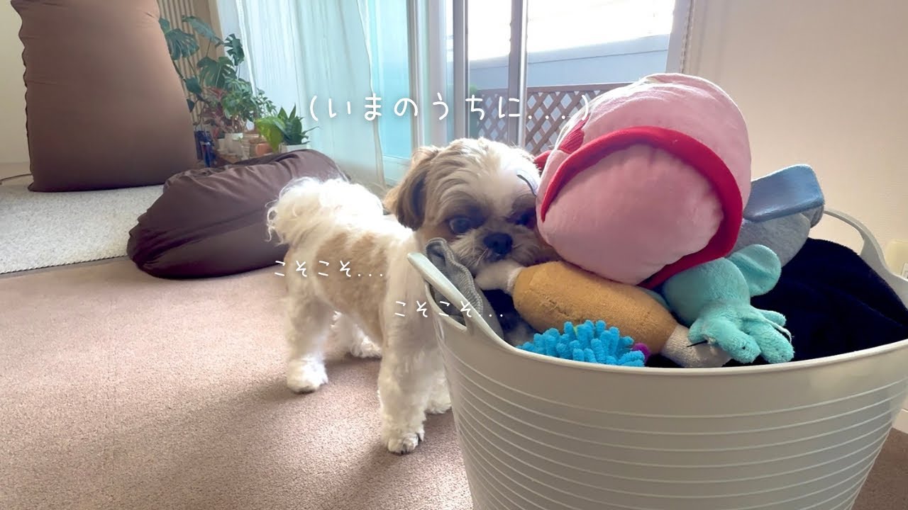 【シーズー】お外ではおじぃちゃんなのに、お家では元気ハツラツなのなんで？w w w【犬Vlog】