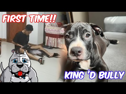 A Day in the Life of a First-Time American Bully Owner