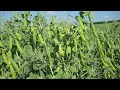 Growing Peas Step By Step From Seed To Harvest 