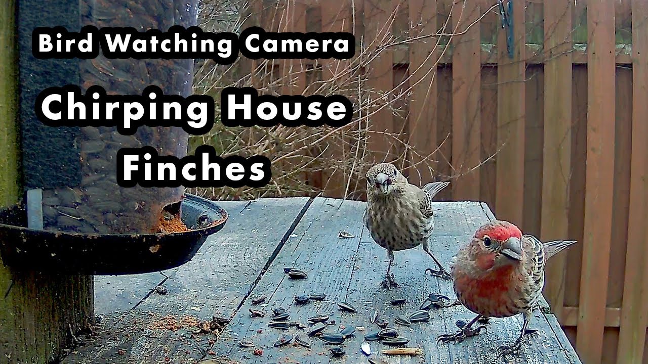 A Nervous House Finch Pair Chirping In My Backyard - Bird Watching Camera