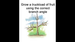 Grow a truckload of fruit using the correct branch angle