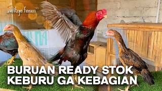 HURRY, LIMITED STOCK OF CHICKS READY AT ARJUNA FARM