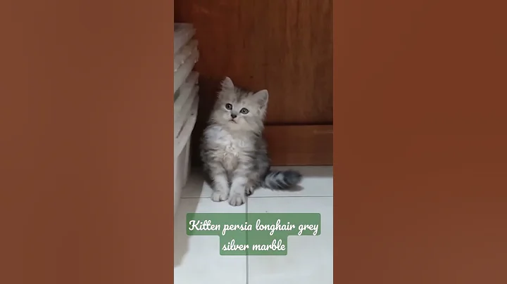 Video 588711: longhair kitten, persia longhair, grey kitten