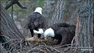 Decorah Eagles 11-6-22, 5 pm HM & HD on the nest, working on new cornhusk decor