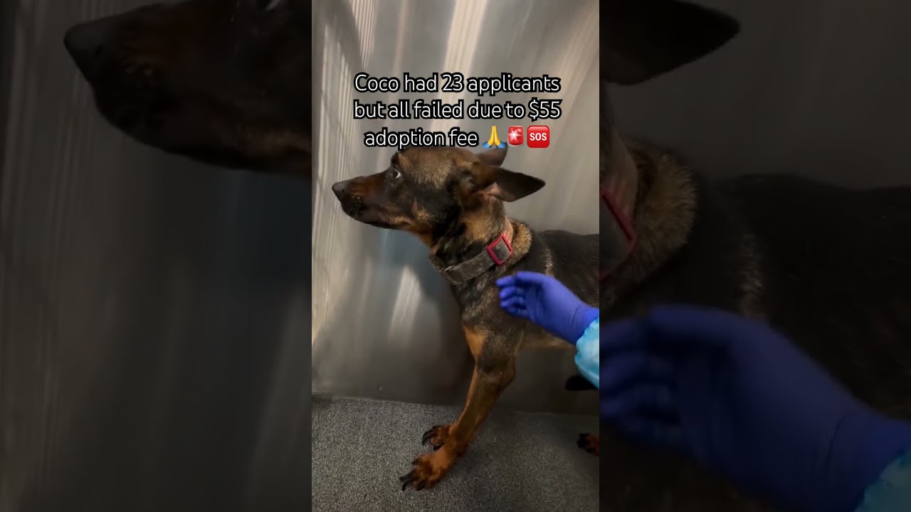 PLS ON YOUR KINDNESS AND DONATIONS WILL HELP COCO GET A SECOND CHANCE AT LIFE