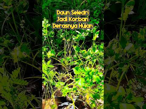Daun Seledri #shortvideo #berkebun