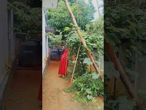 ഇന്ന് കോവയ്ക്ക ഉപ്പിലിട്ടാല്ലോ 🥰🏡 #housewifelife #dailyvlog #shortsfeed #shorts
