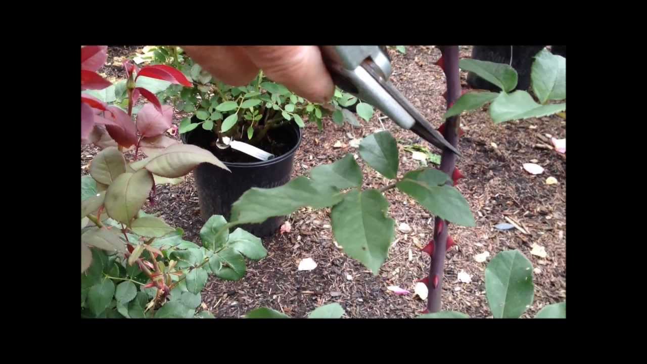 How to Prune a Hybrid Tea Rose Bush YouTube