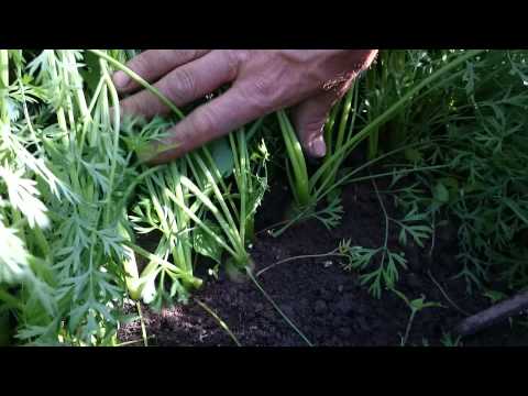 Video: Hoe Wortelen Te Voeren? Wat Te Water Als Het Slecht Groeit? Topdressing In Het Open Veld Met Folkremedies. Andere Meststoffen Voor Een Goede Oogst