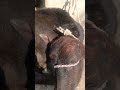 melu melu 🤣#funny#funnyvideo#comedy#kidsvideo#bacchon_ka_video#familyfriendly#entertainment