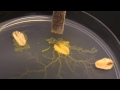 Physarum polycephalum: Subculturing on clean agar