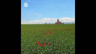 ˚˖𓍢ִ⁠໋ 🌹 ֒✧🌿✧ 🌹 ⁠໋𓍢˖˚ִ Quiet Mind…. #Poppies #Poppiesfield #Springtime #Peaceful #Peacefulplace
